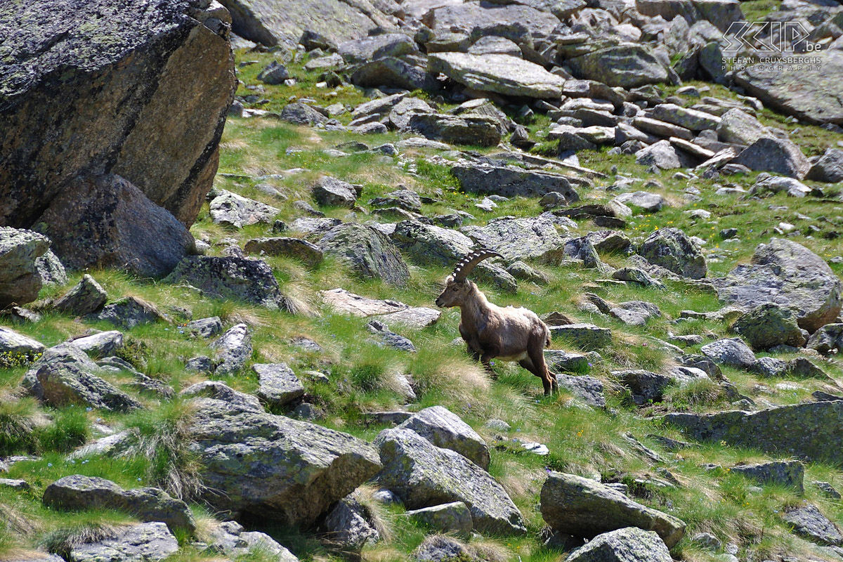 From Pont to Rif. Vittorio Emanuele II  - Ibex On the 4th day there was only a short walk (4h) on our programme from the valley to Rifugio Vittorio Emanuele II. Along the way we finally run into a rock-goat (Capra ibex). Stefan Cruysberghs